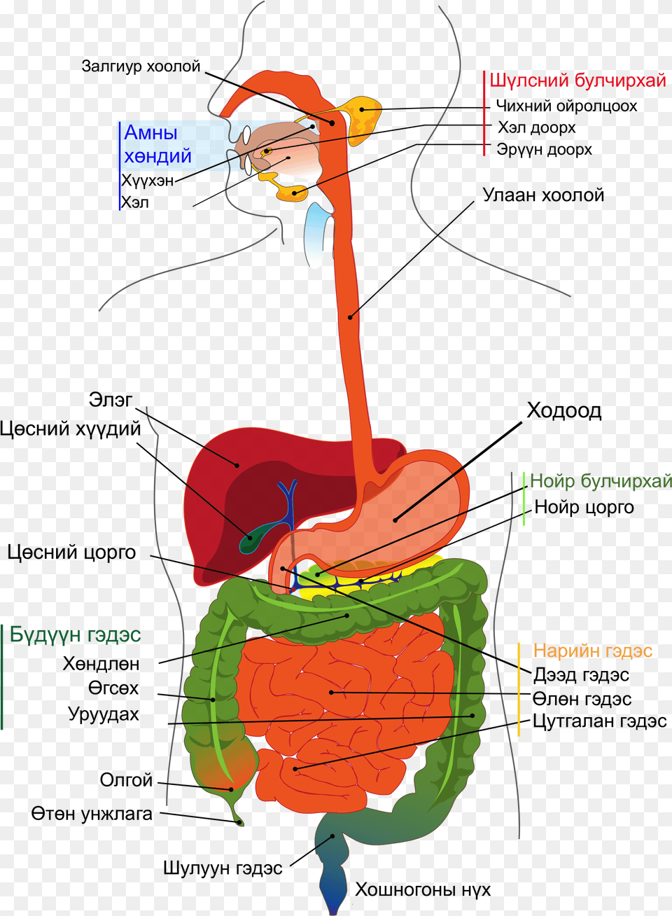 Digestive System Diagram Mn Difference Between Esophagus And Oesophagus Png