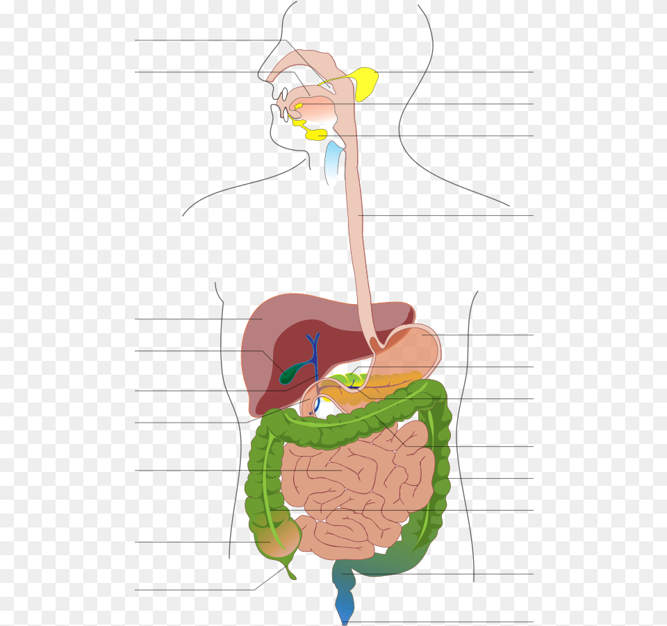 Digestive System Diagram No Labels, Face, Head, Person Png Image