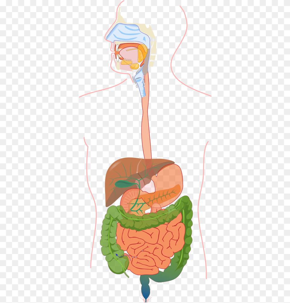 Digestive System Diagram No Labels, Book, Publication, Comics, Person Png Image