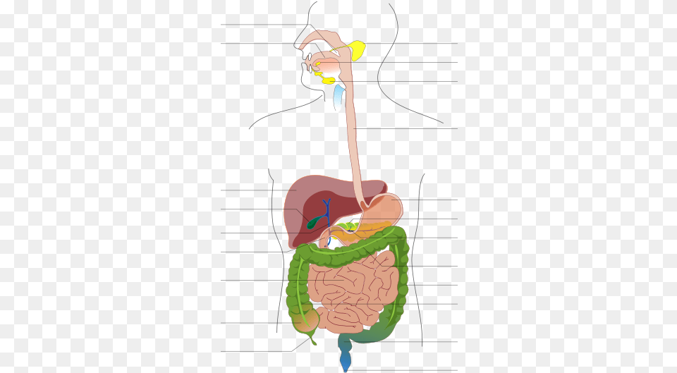 Digestive System Diagram No Labels Clipart Digestive System Diagram No Labels Png