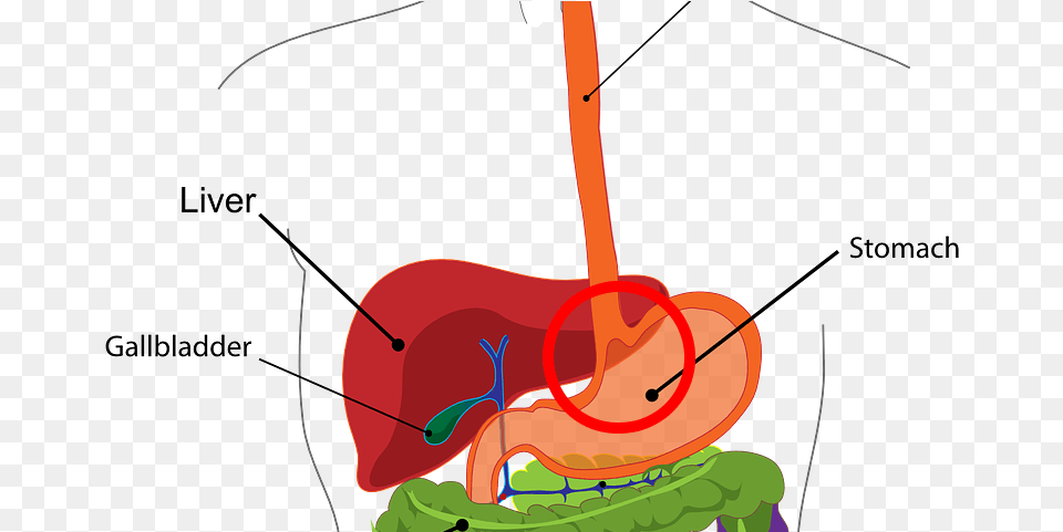 Digestive System Digestive System Class, Body Part, Stomach, Bow, Weapon Free Transparent Png