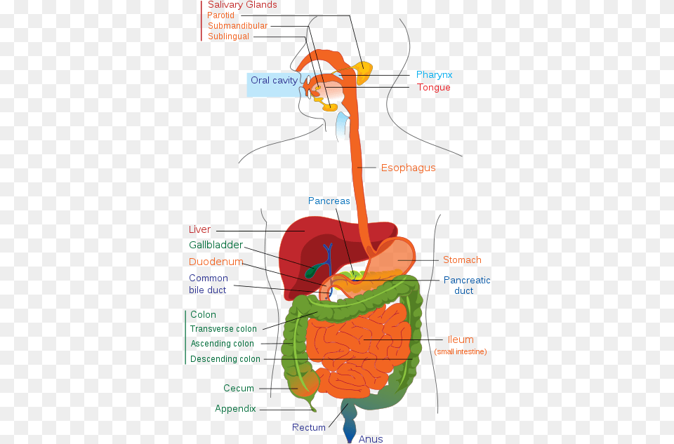 Digestive System Digestive System High School, Dynamite, Weapon Free Transparent Png