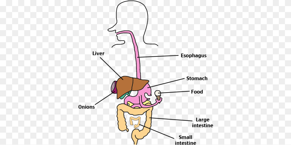 Digestive System Digestive System Parts, Baby, Person, Outdoors Png Image
