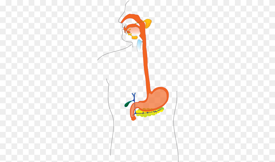 Digestive System Esophagus Clipart, Cleaning, Person, Cartoon Free Png