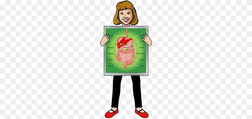 Digestive System Glossary, Adult, Person, People, Woman Free Png