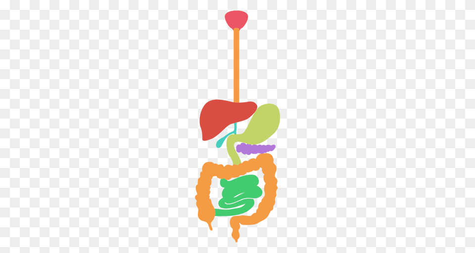 Digestive System Human Body, Person Png