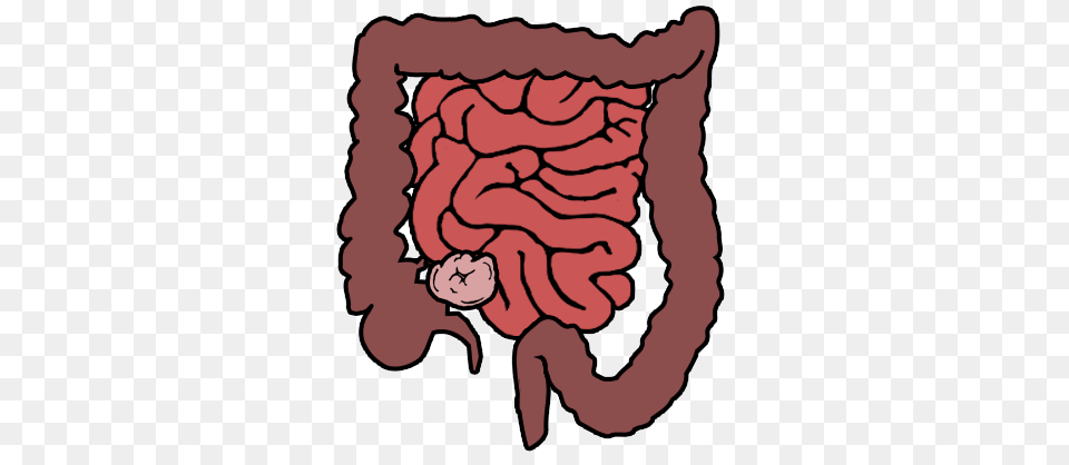 Digestive System Info Graph Piktochart Visual Editor, Baby, Person Free Png