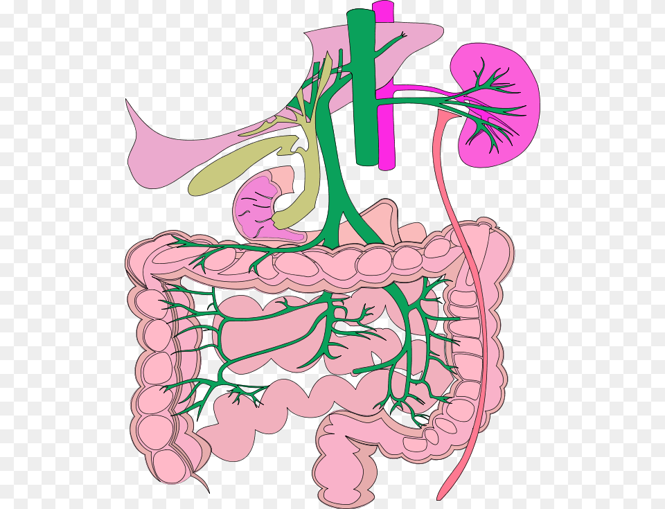 Digestive System Organs Colouring Pages Organ System Clipart Biology, Book, Comics, Publication, People Png Image