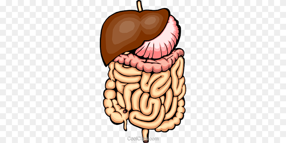 Digestive System Royalty Vector Clip Art Illustration, Food, Nut, Plant, Produce Free Transparent Png