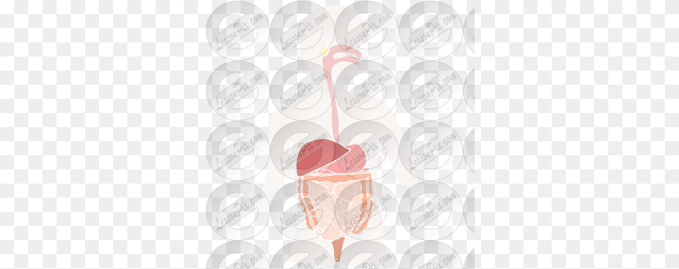 Digestive System Stencil For Classroom Therapy Use Great Heart, Animal, Bird, Ostrich Png Image