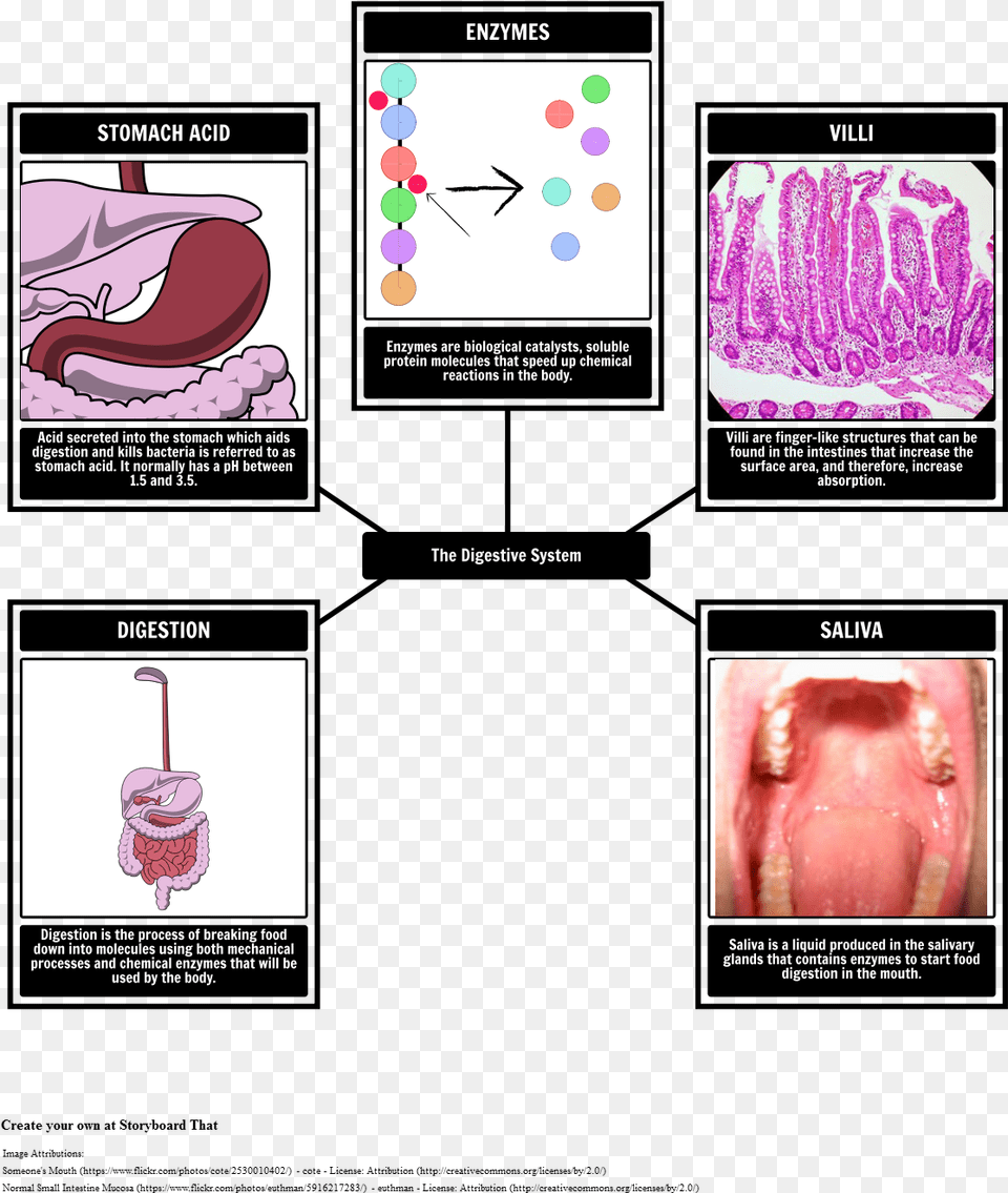 Digestive System Vocabulary Catalizadores En La Digestion, Body Part, Mouth, Person, Adult Png