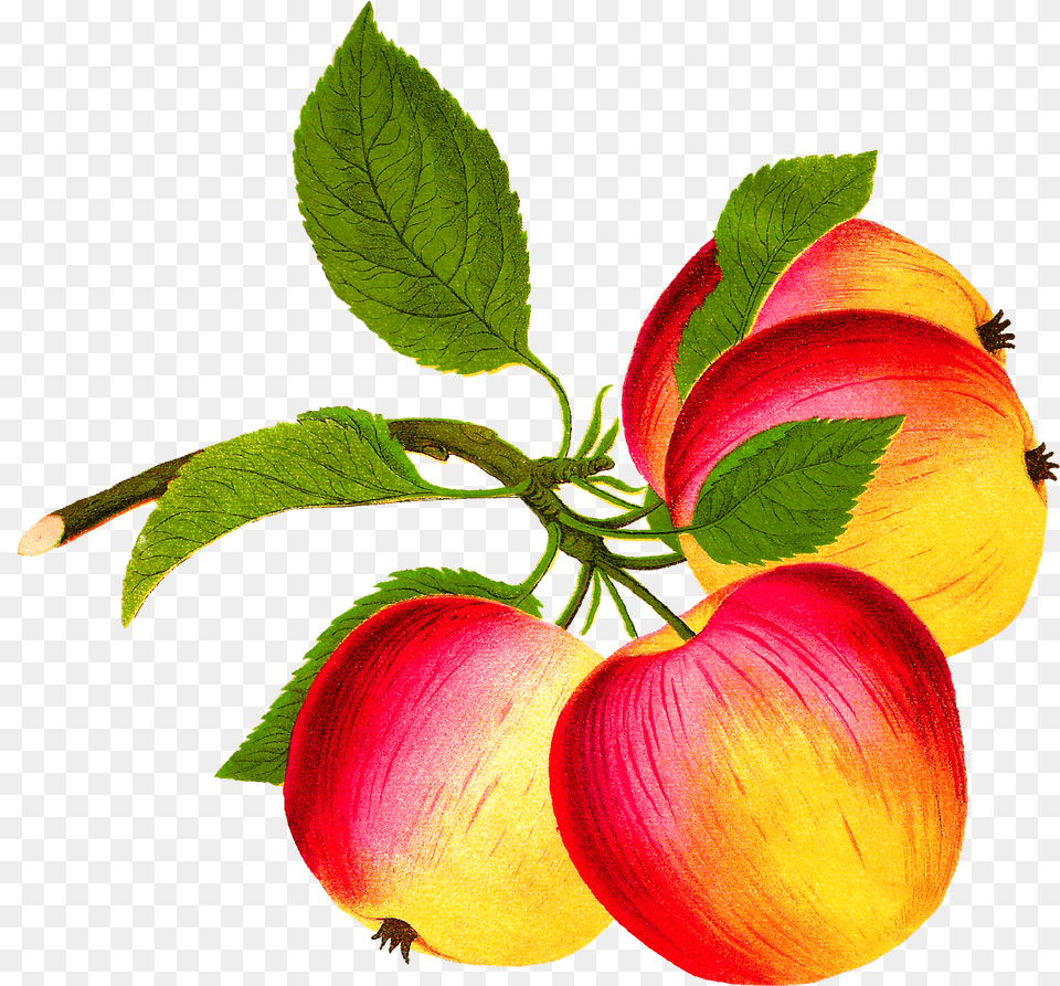 Digital Apple Image Apple, Food, Fruit, Leaf, Plant Png