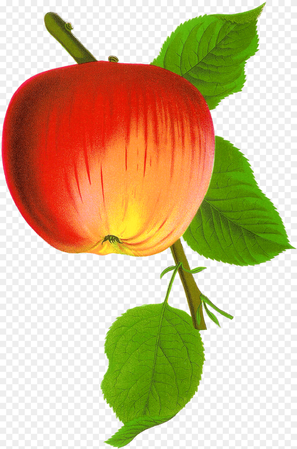 Digital Apple Apple, Flower, Leaf, Plant, Food Png Image