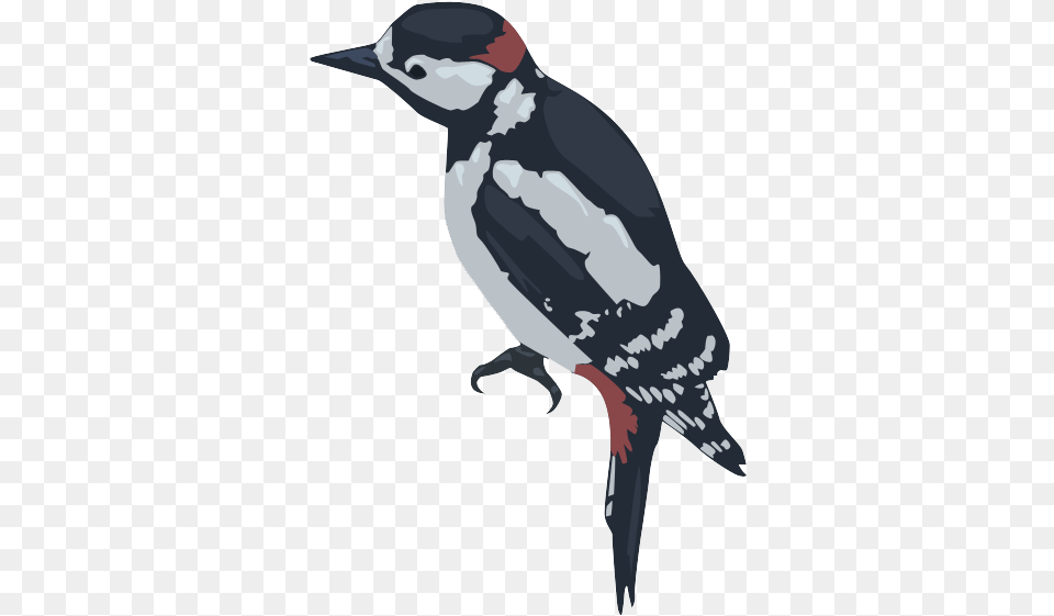 Digital Art, Animal, Bird, Woodpecker, Person Free Png