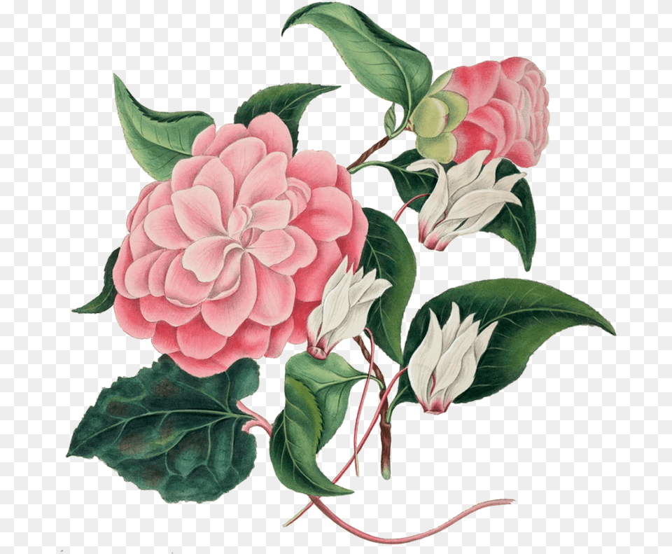 Digital Art Pink Flowers Background, Dahlia, Flower, Plant, Rose Free Png Download