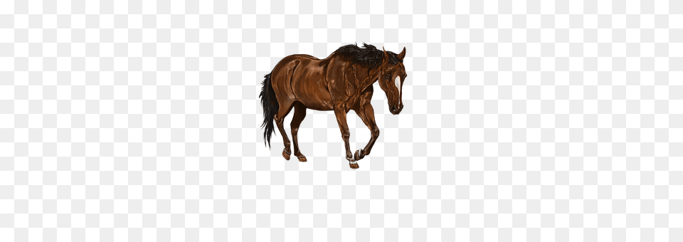 Digital Artwork Animal, Colt Horse, Horse, Mammal Png Image