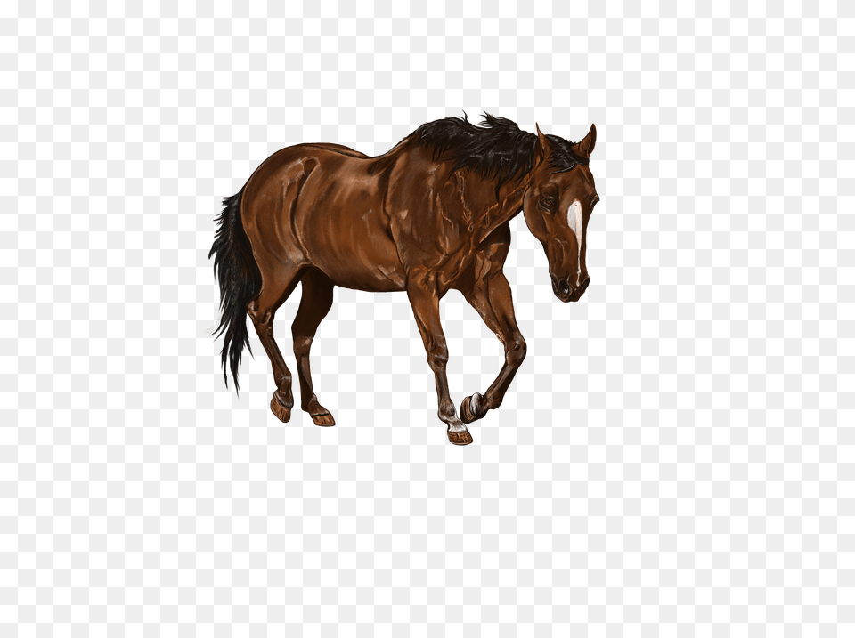 Digital Artwork Animal, Horse, Mammal, Colt Horse Png