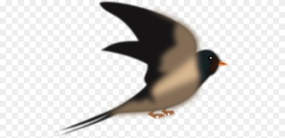 Digital Bird Art Clip Art, Animal, Finch, Swallow, Beak Free Png Download