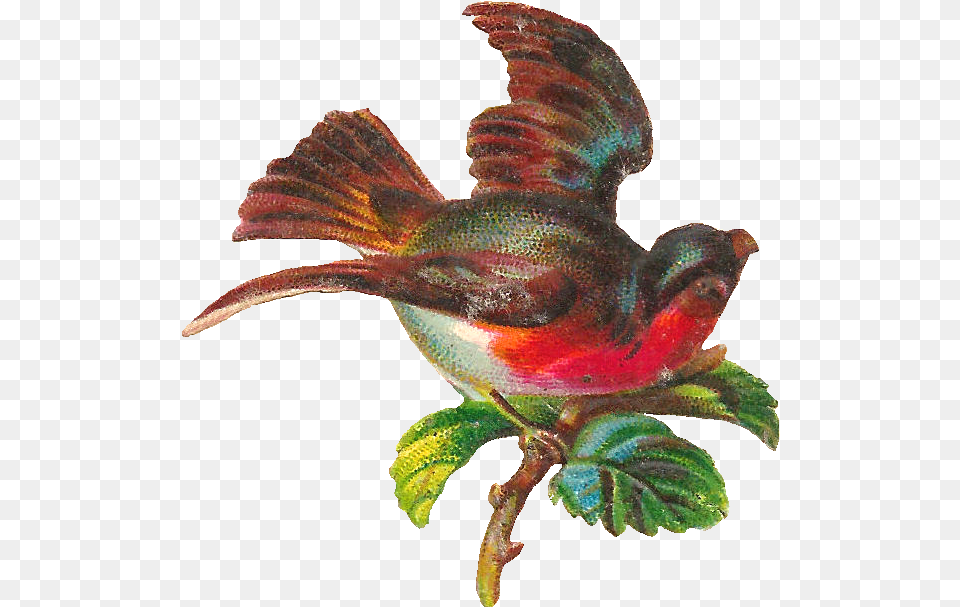 Digital Bird Clip Art Clip Art, Animal, Fish, Sea Life, Finch Png Image