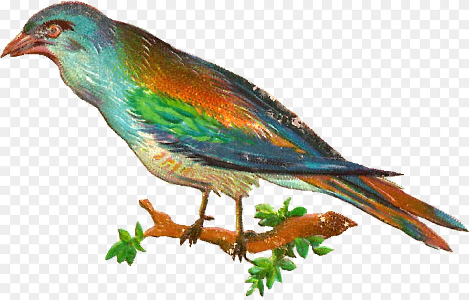 Digital Bird Clip Art Clip Art, Animal, Beak, Finch, Jay Free Png