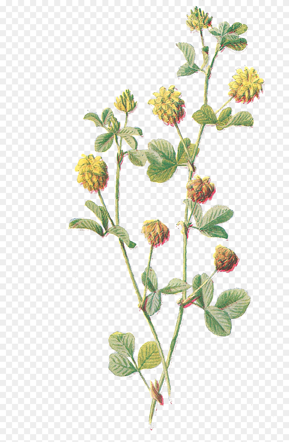 Digital Botanical Vintage Flower Clip Art Of Antique Print Of Color C1883 Hop Trefoil Wild Flower, Grass, Herbal, Herbs, Leaf Free Png Download