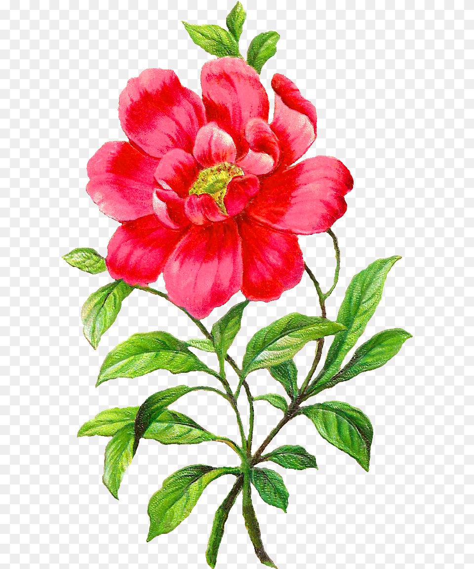 Digital Camellia Clip Art Graphics Camellia Flower Clipart, Plant, Petal, Hibiscus, Dahlia Free Transparent Png