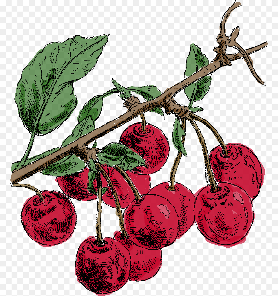 Digital Cherry Clip Art Cherry, Food, Fruit, Plant, Produce Free Transparent Png