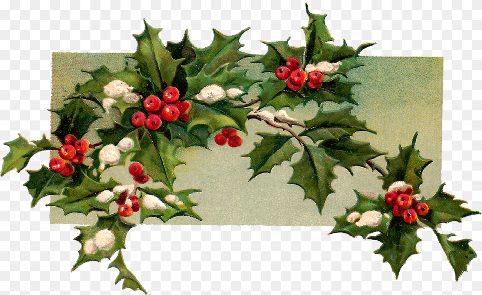 Digital Christmas Holly Vintage Christmas Holly Holly Branch, Plant, Leaf, Tree, Flower Free Png Download