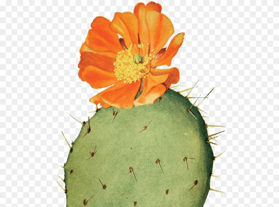 Digital Collaging U2014 Portfolio Of Aaron Matsuda Botanical Illustration Cactus Flower, Anther, Plant Png Image