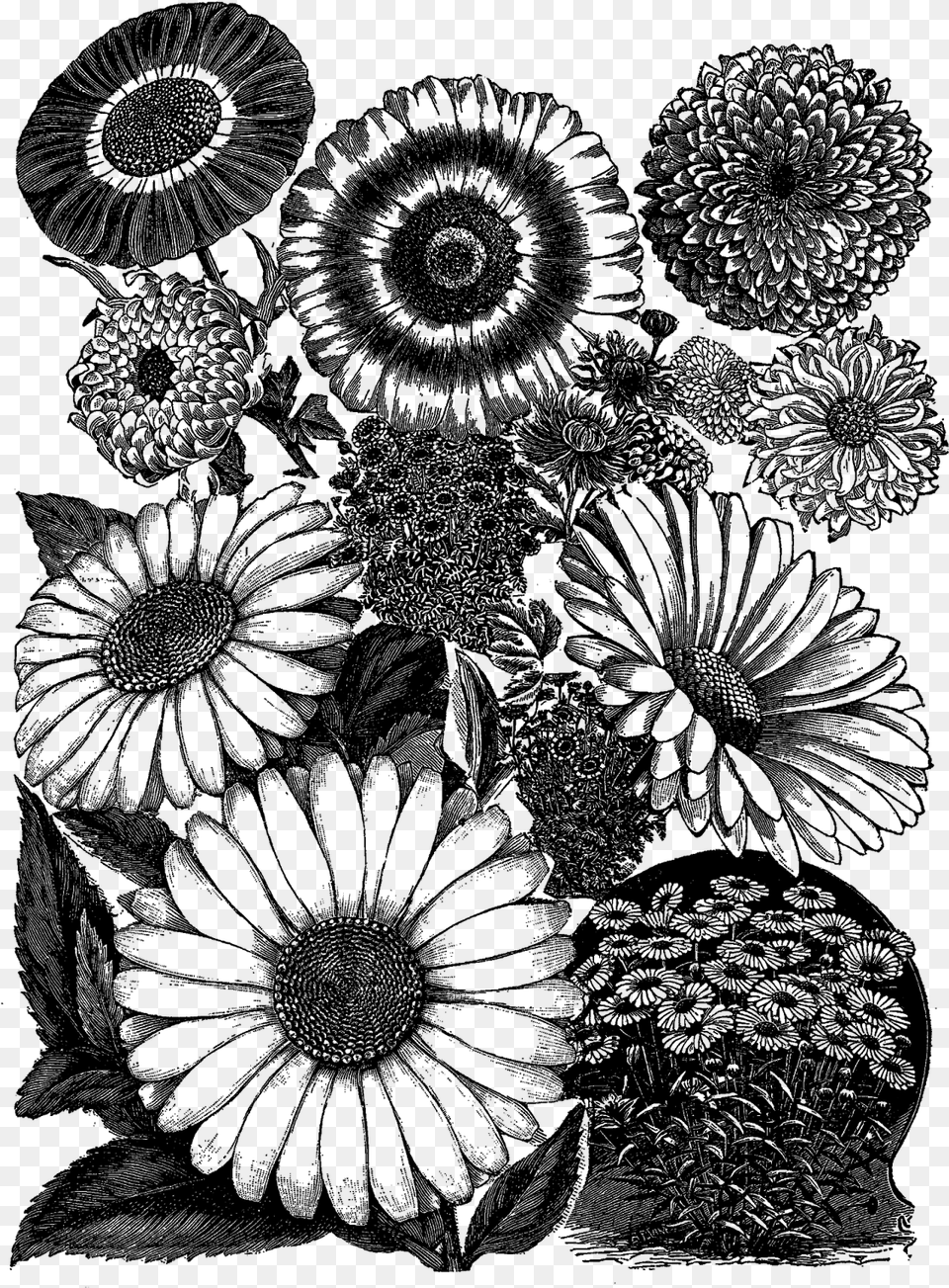 Digital Daisy Artwork Illustration Download Practical Science For Gardeners, Person Free Png