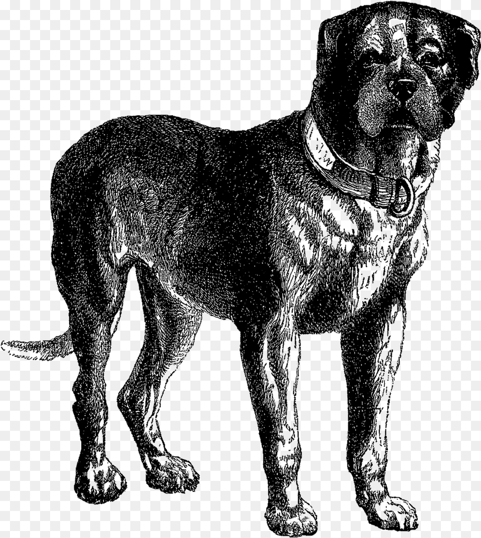 Digital Dog Download Vintage Mastiff Clip Art Dog Illustration No Background, Silhouette, Animal, Canine, Mammal Png