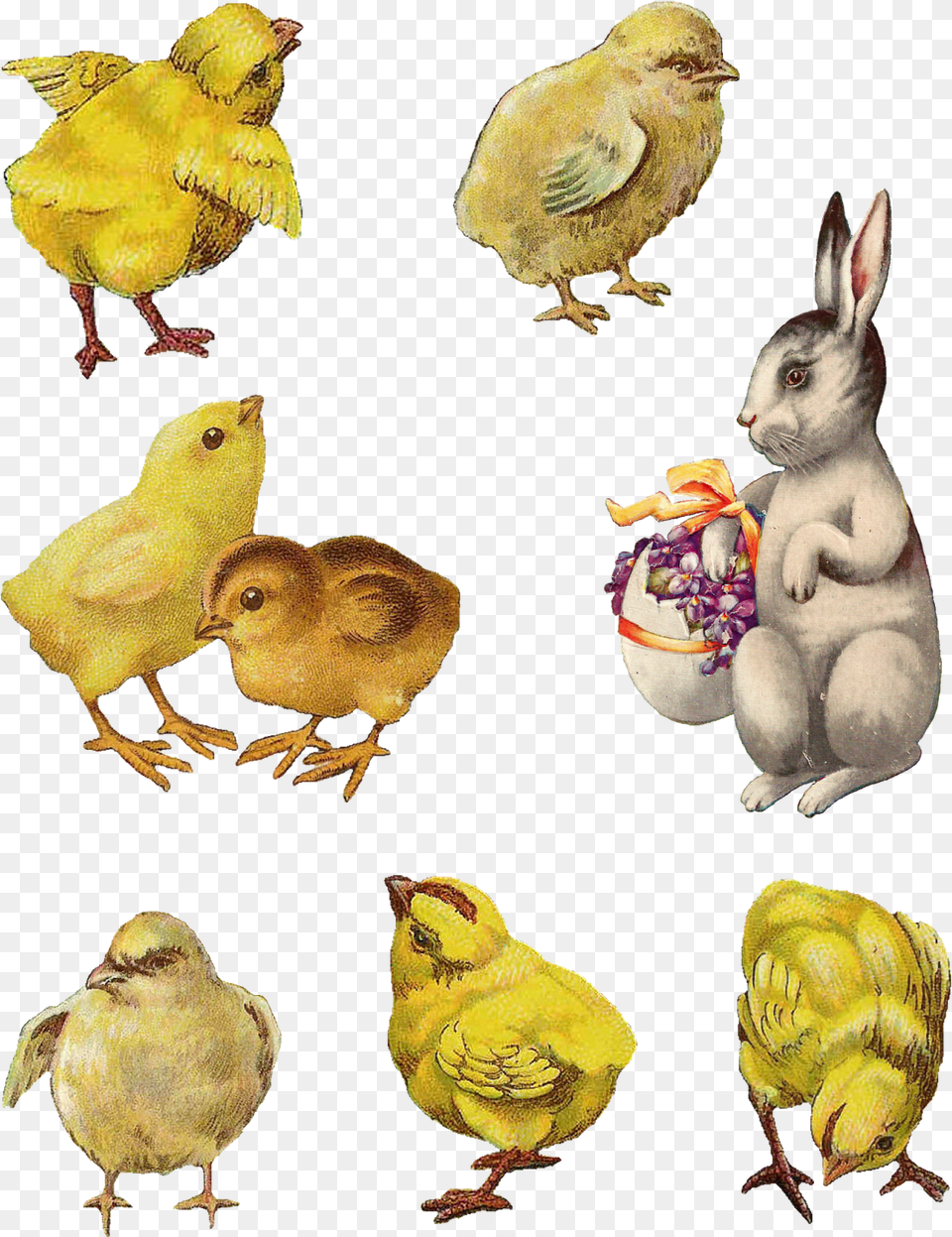 Digital Easter Chick Bunny Images Vintage Easter Bunny, Animal, Bird, Chicken, Fowl Free Png Download