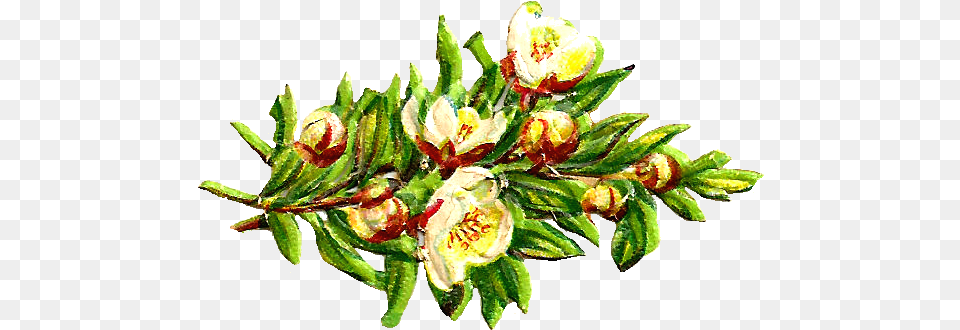 Digital Flower Clip Art Animasi Bunga Bougenville Putih, Conifer, Leaf, Plant, Tree Png Image
