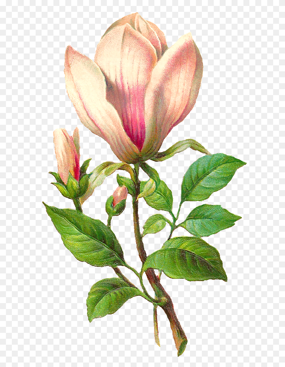 Digital Flower Download Clipart Art Images, Leaf, Petal, Plant, Acanthaceae Png