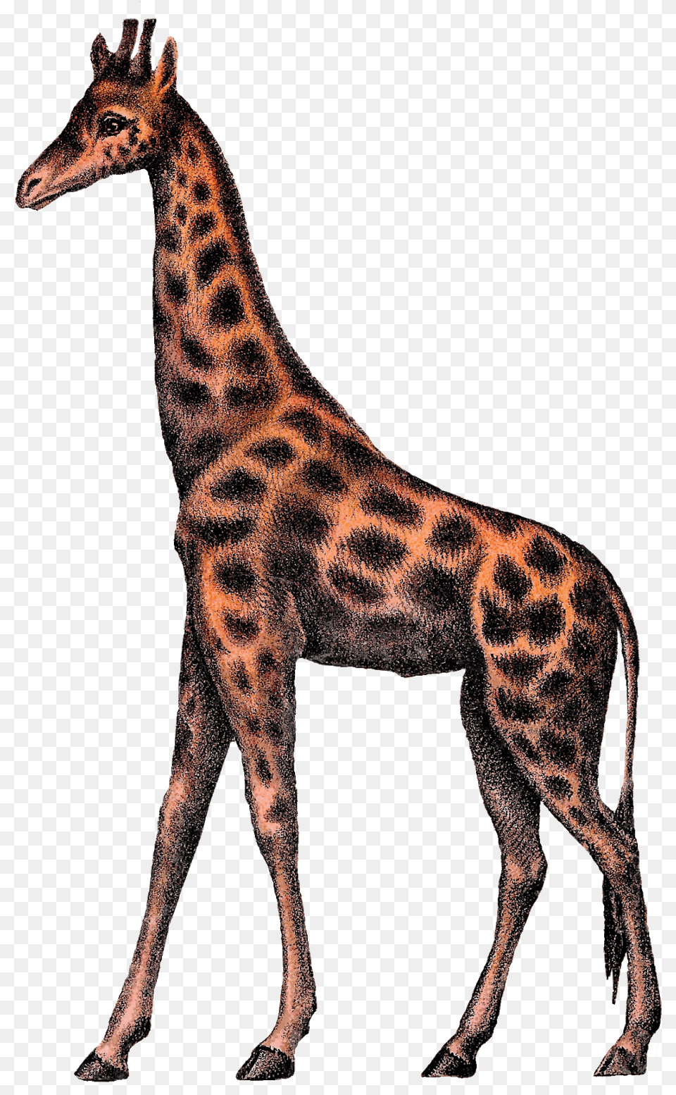 Digital Giraffe Clipart Image Vintage Animal Circus Clip Art, Mammal, Wildlife Free Transparent Png
