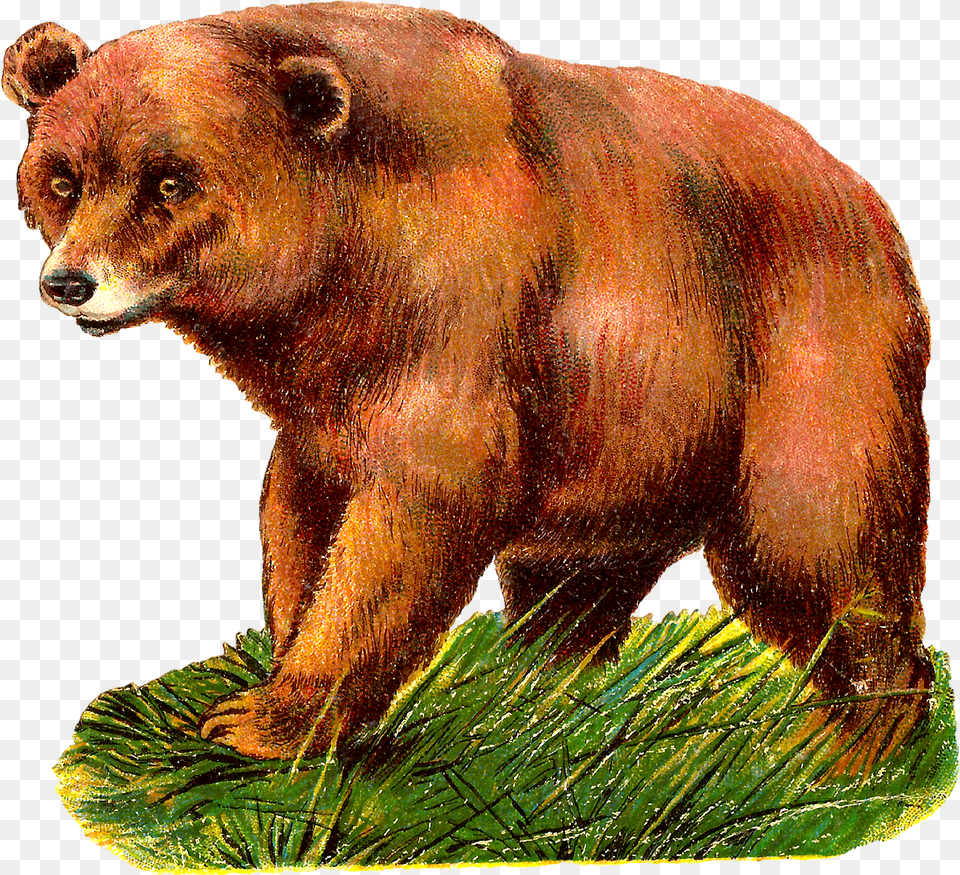 Digital Grizzly Bear Clipart Grizzly Bear Animal Clipart, Mammal, Wildlife, Brown Bear Free Transparent Png