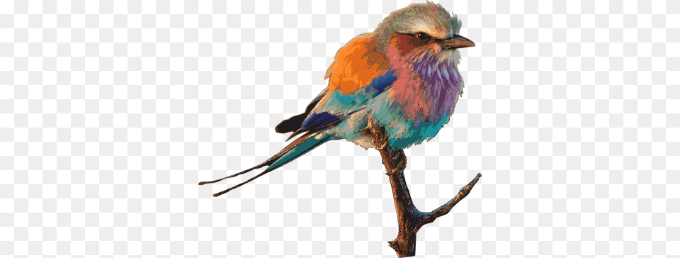 Digital Images Vintage Gif And Clip Art, Animal, Bird, Jay, Bluebird Free Png Download