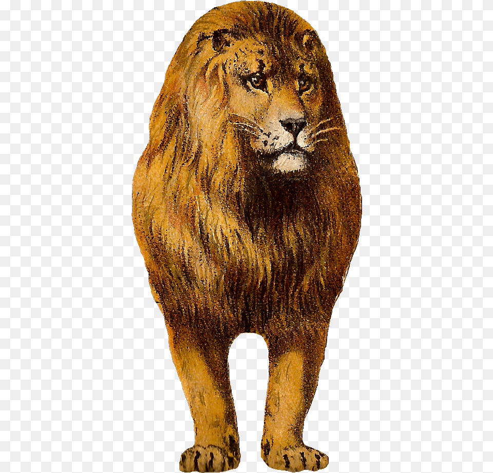 Digital Lion Clip Art Animal Graphic Front Lion, Mammal, Wildlife, Adult, Male Free Png Download