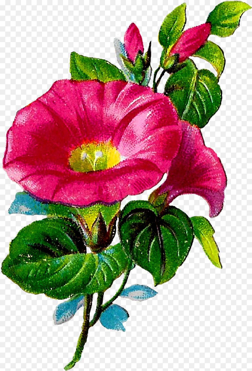 Digital Morning Glory Clipart Download Clip Art, Anemone, Flower, Petal, Plant Png