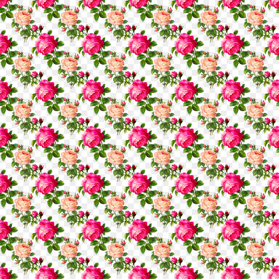 Digital Paper Overlay Design Dianthus, Dahlia, Flower, Petal, Plant Png