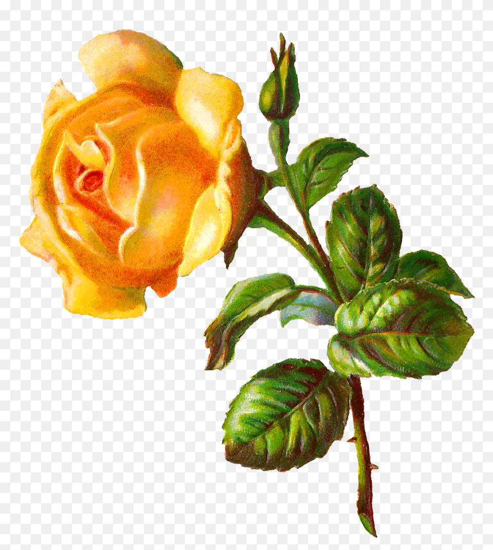 Digital Rose Clip Art Save It Yellow Roses Rose, Flower, Plant, Leaf Free Transparent Png