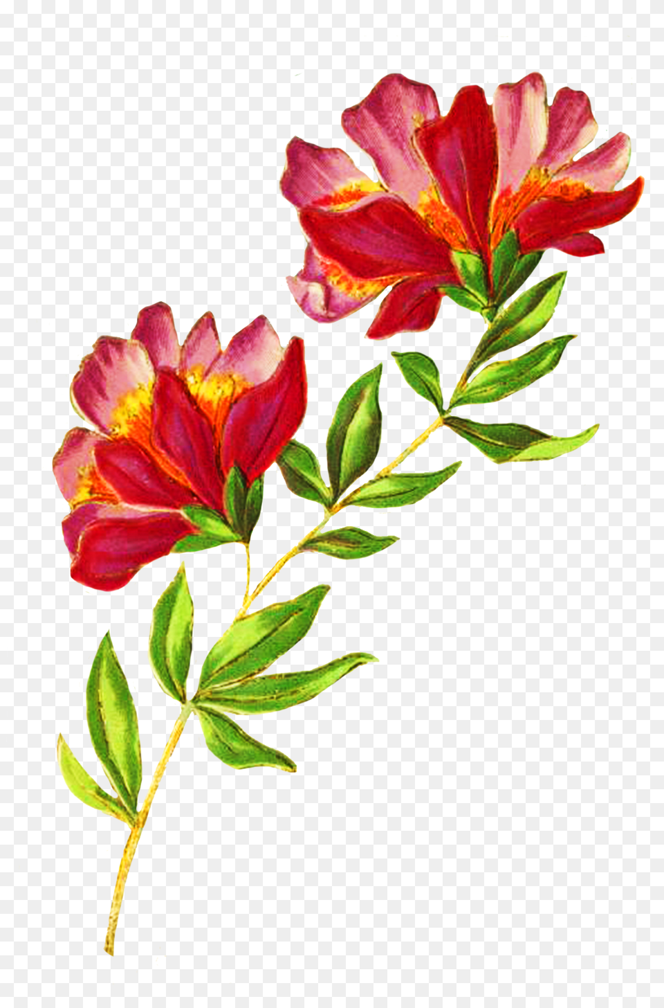 Digital Scrapbooking Flowers, Flower, Leaf, Petal, Plant Png Image