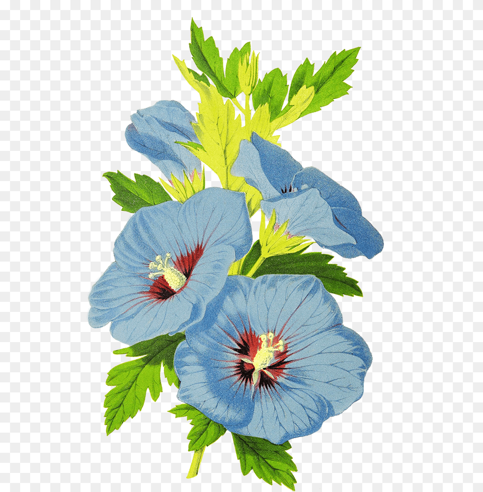 Digital Scrapbooking Flowers Chinese Hibiscus, Anther, Flower, Geranium, Plant Png Image