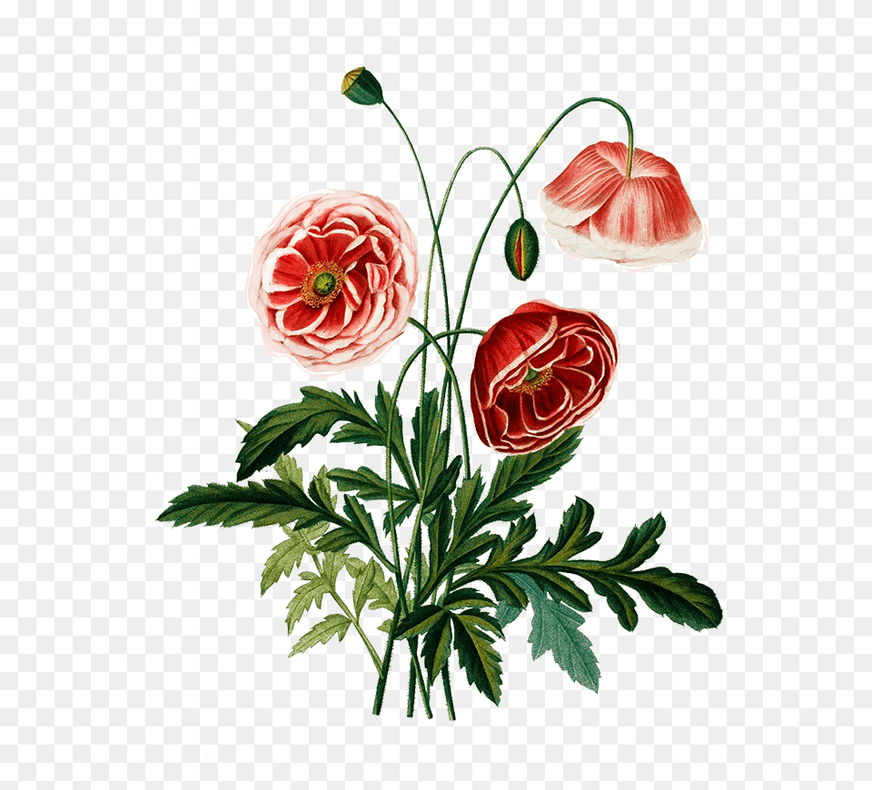 Digital Scrapbooking Flowers Flower, Art, Plant, Graphics, Rose Free Transparent Png