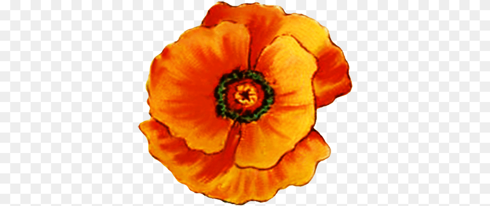 Digital Scrapbooking Flowers Orange Poppy Flower Clipart, Anemone, Petal, Plant, Rose Free Png Download