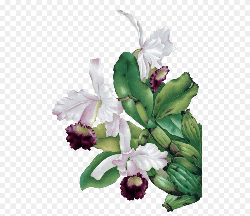 Digital Scrapbooking Flowers Picture Stock Vintage Green Flower, Plant, Orchid, Flower Arrangement Free Transparent Png