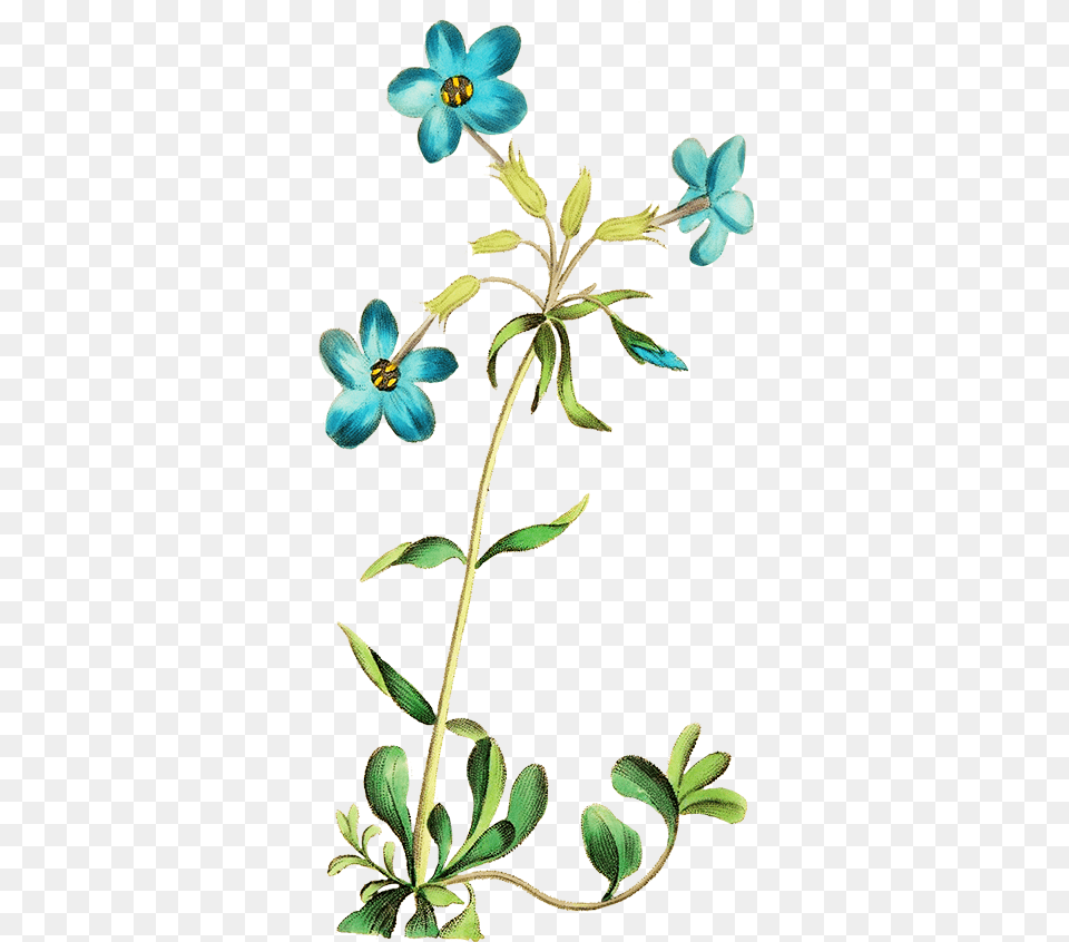 Digital Scrapbooking Flowers Teel Blue Flower Clipart, Acanthaceae, Geranium, Plant, Leaf Png