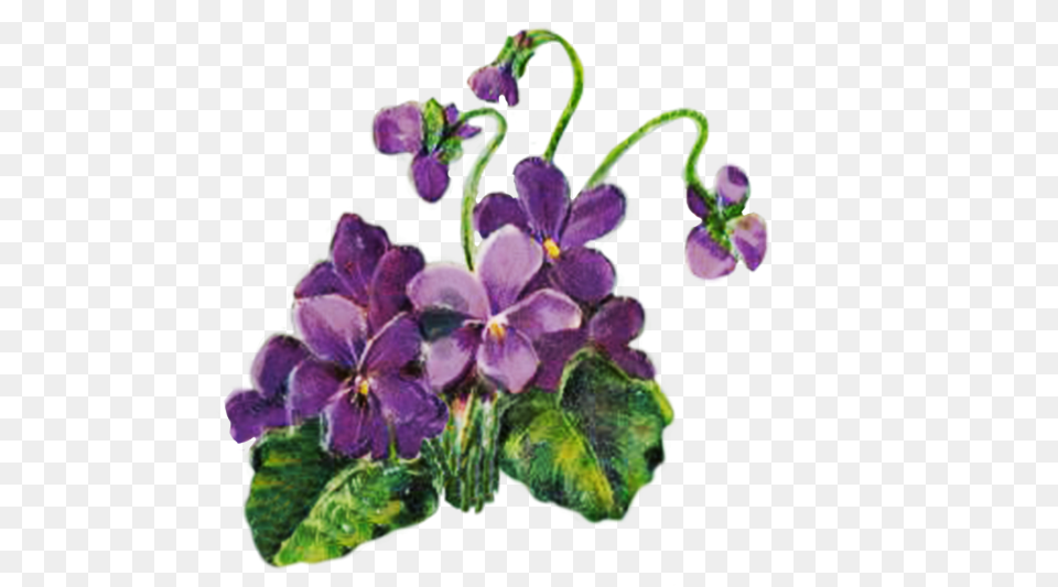 Digital Scrapbooking Flowers Violets Transparent Background, Flower, Geranium, Plant, Purple Free Png Download