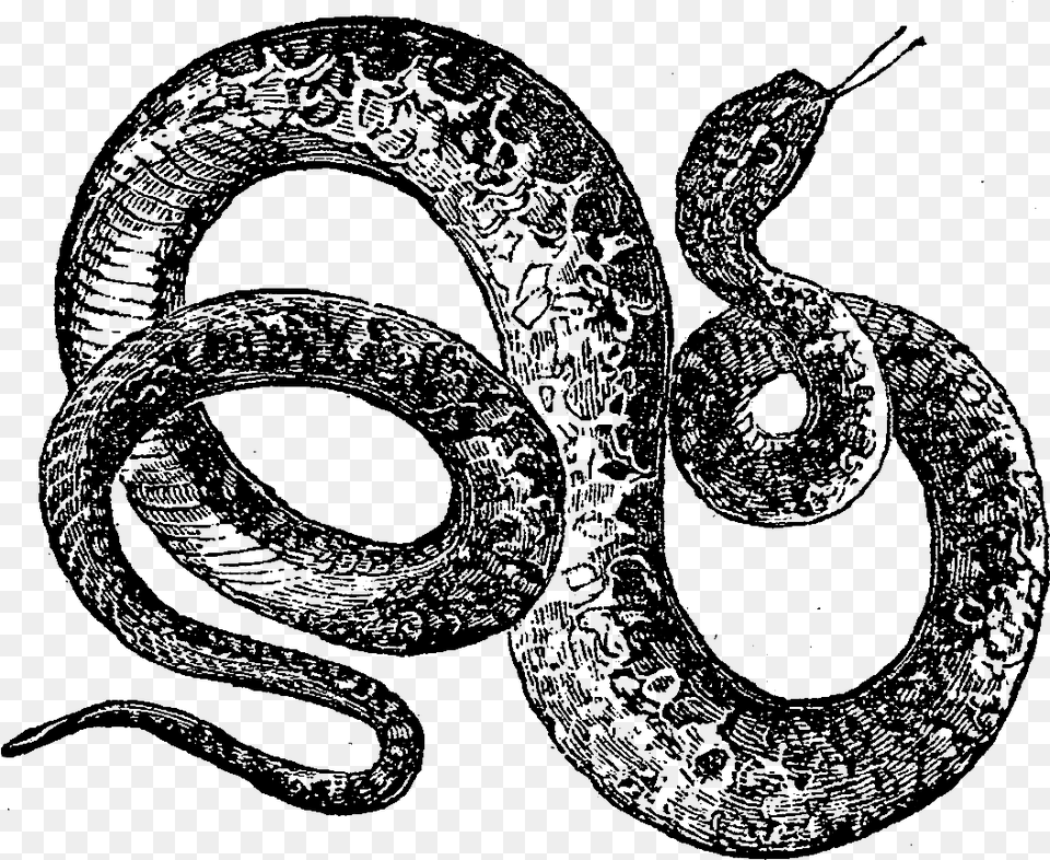 Digital Snake Snake, Text, Person, Symbol Png Image