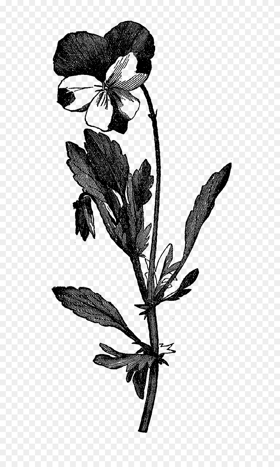Digital Stamp Design Digital Flower Botanical Art Wildflower, Silhouette, Cross, Symbol, Nature Png